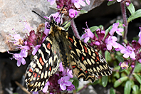Zerynthia rumina Zerynthia rumina